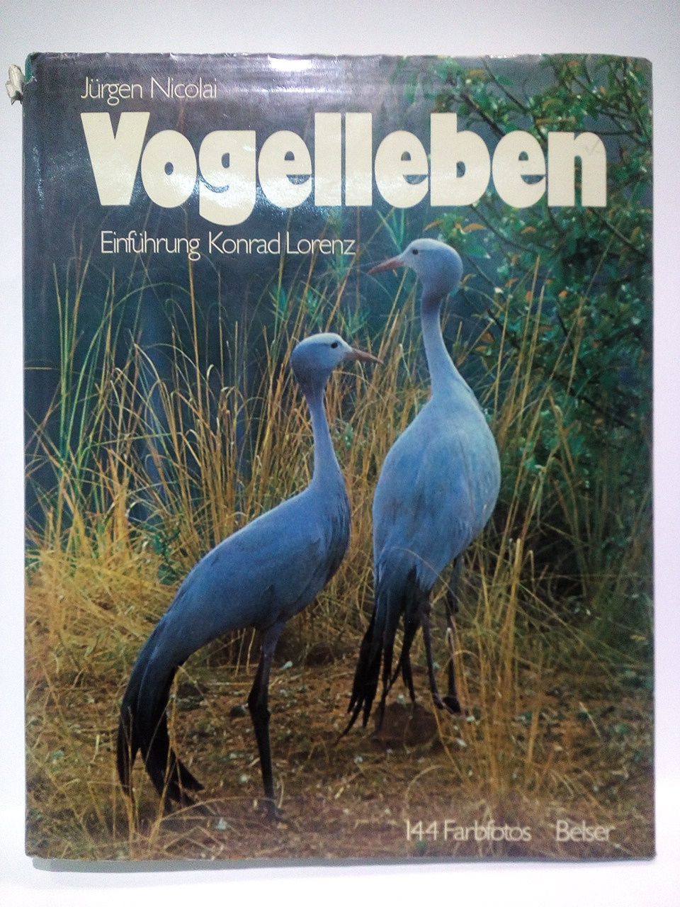 NICOLAI, Jrgen - Vogelleben /  Einfhrung von Konrad Lorenz